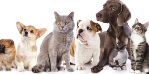 PetSmart: $15 Off $50 Purchase = Precious Cat Scoopable Litter 40lb Bags Only $12.99 Each