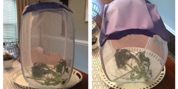 Happy Friday: Homemade Butterfly Terrarium