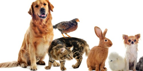 PetSmart: $10 Off $40 Purchase = Double Door Dog Crate Only $30.99 Shipped (Regularly $99.99)