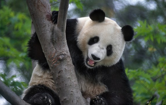 San Diego Zoo