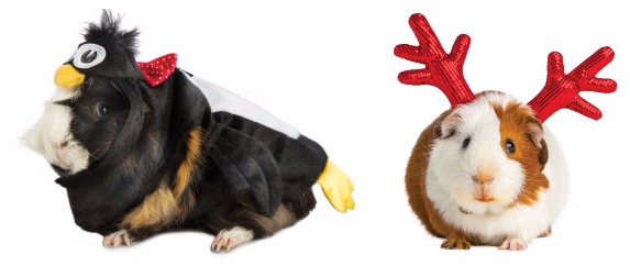 smallpets