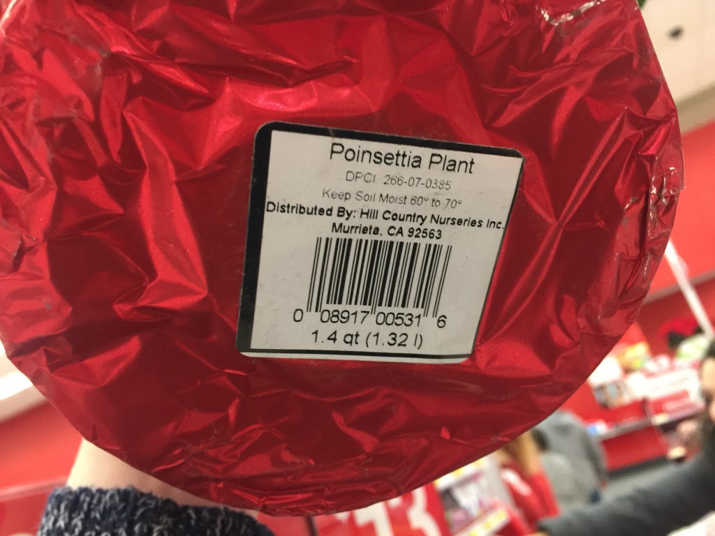 Poinsettia