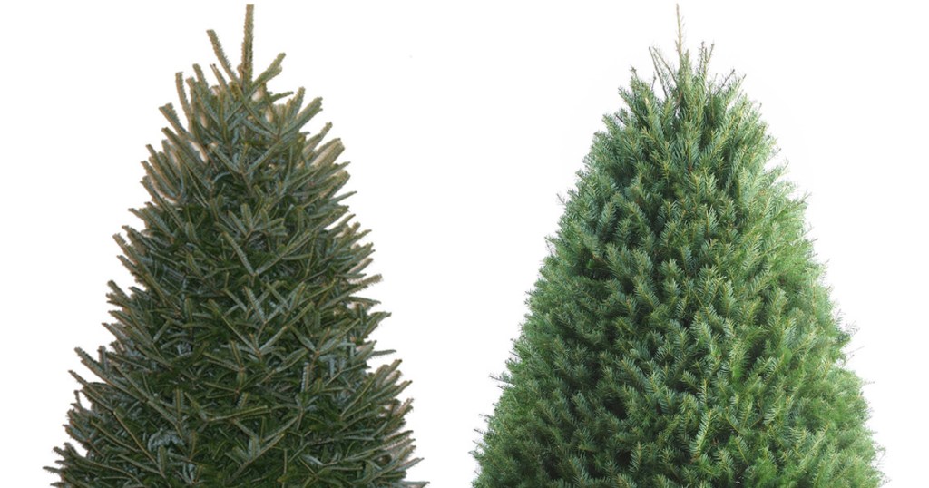 trees