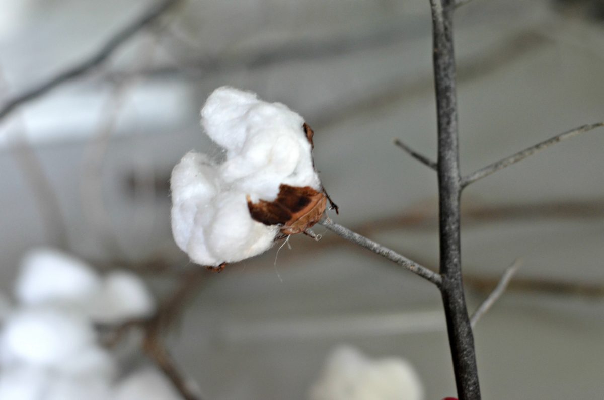 cotton ball glued to a branch with additional bits of cotton plant