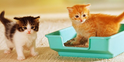 FREE 40-Pound Bag of Dr. Elsey’s Precious Cat Litter (After Mail-In Rebate)