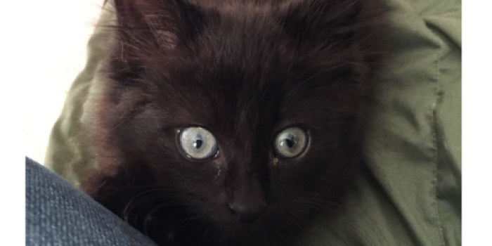 Happy Friday: How One Reader Saved Big on Her New Kitty