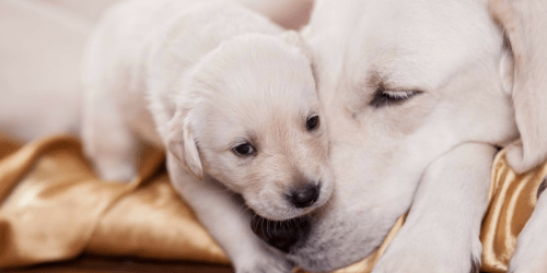 PetSmart: $15 Off $50 Purchase (Today & In Store Only) + $10 Off $30 Purchase Online