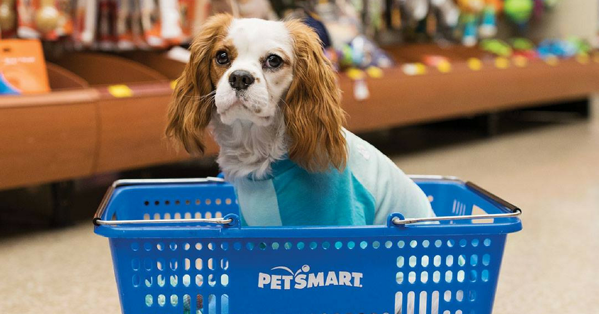 dog sitting in petsmart basket