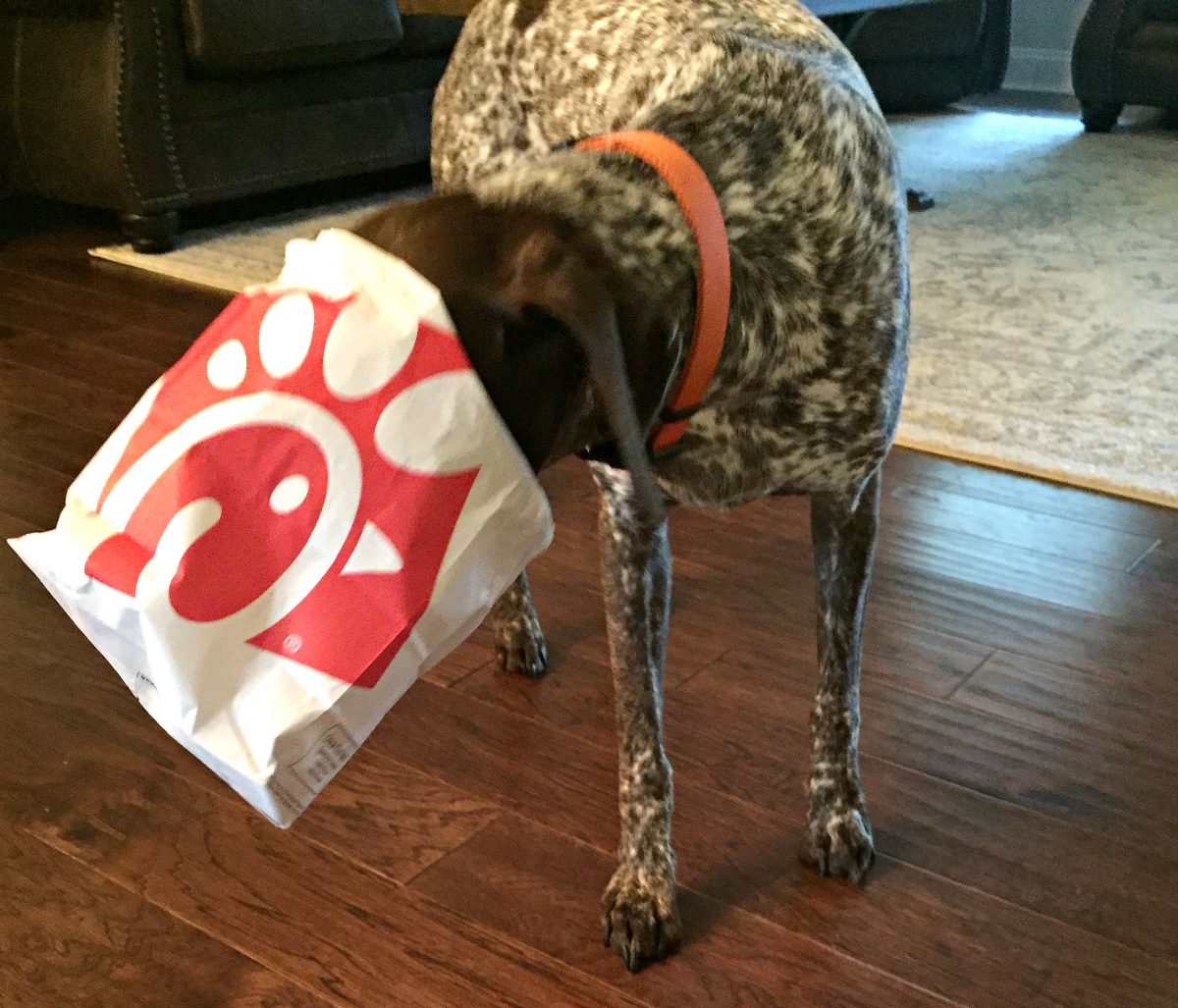 dog going through bag