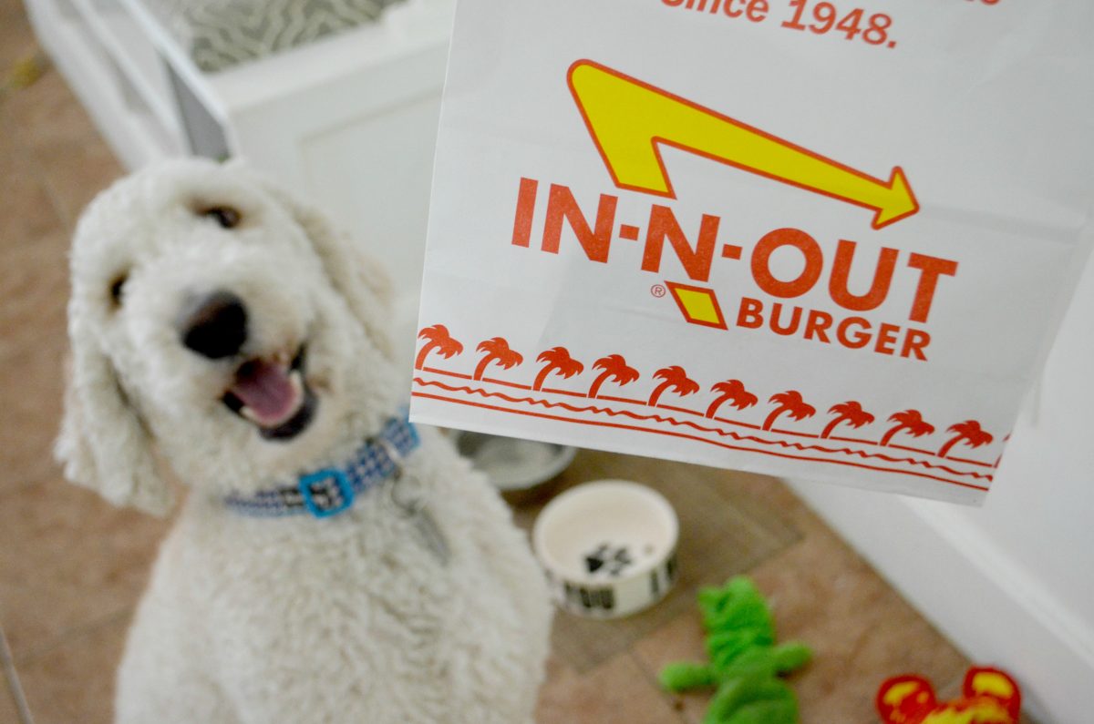 dog staring at bag