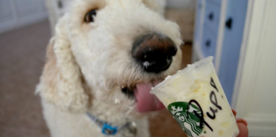 19 Spots Your Pup Can Score a Pup Cup – Most Are Free!