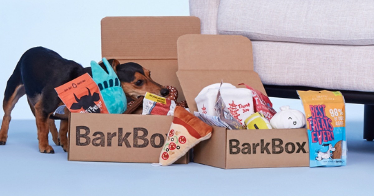 BarkBox box open with a small dog pulling out a chew toy