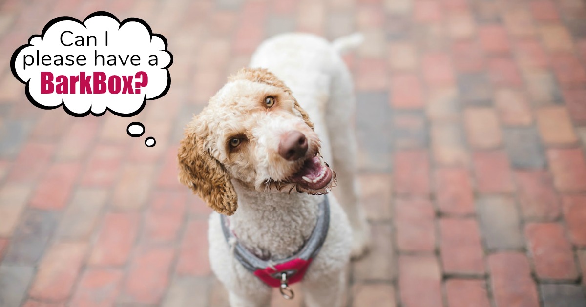 collins dog barkbox subscription deal