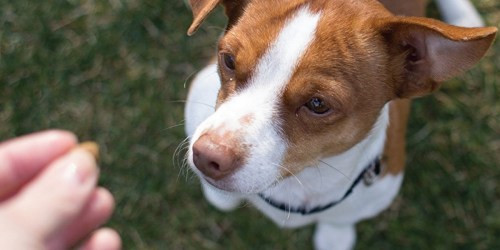 Rare 25% Off Select Pet Foods on Amazon = Wellness Bites Only $4.16 Each (Regularly $9)