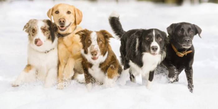PetSmart: Free PawPrint Keepsake + 50% Off ANY Toy or Treat Coupon (February 10th Only)