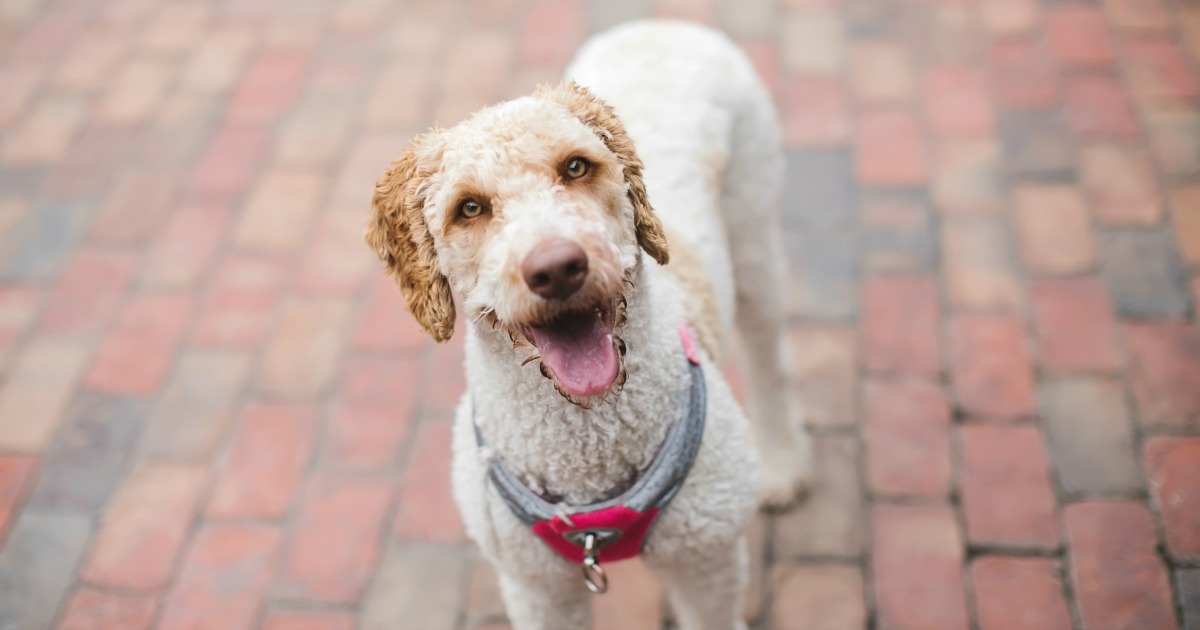 Lina's goldendoodle dog