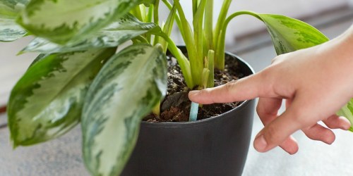 Miracle-Gro Indoor Plant Food Spikes 48-Count Pack Only $1.97 (Regularly $5)