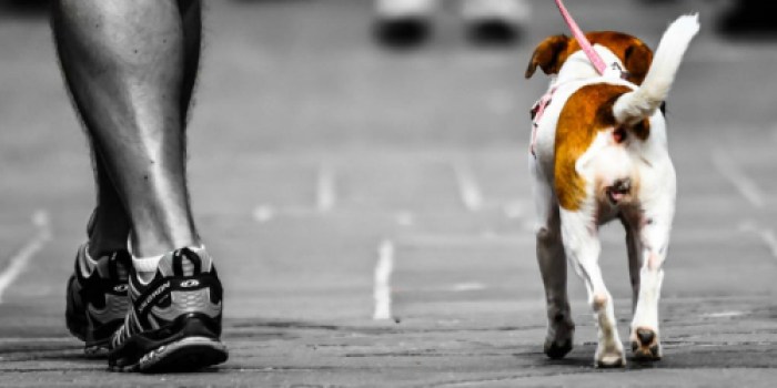 FREE 30-Minute Dog Walk – Just Download Wag! App