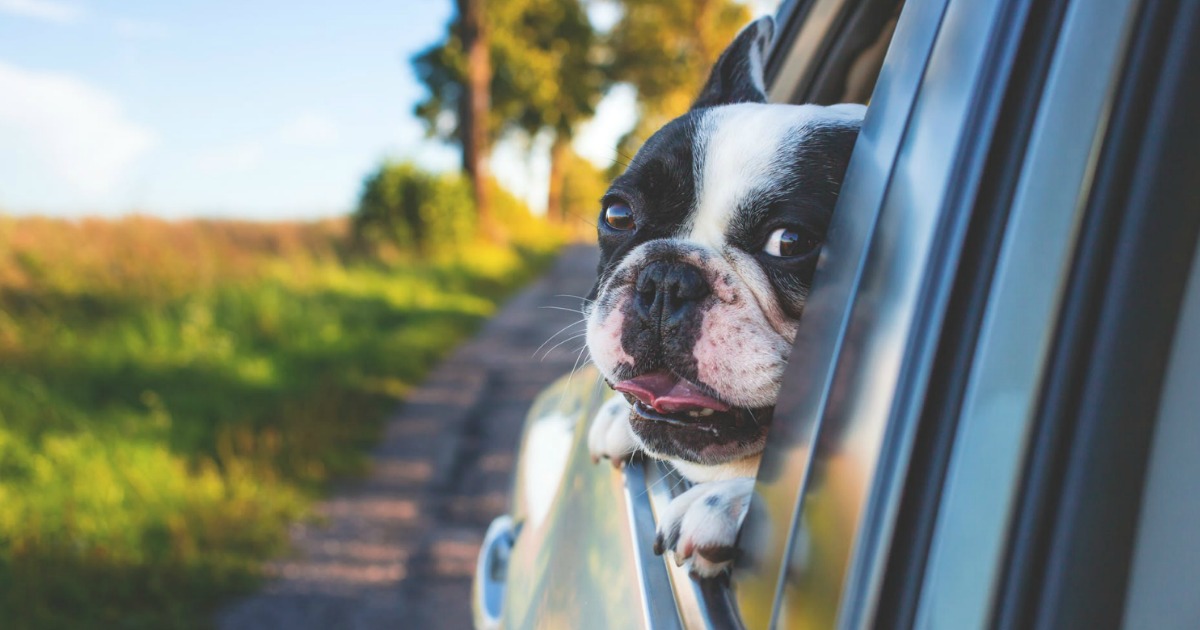 dog with face out of car window