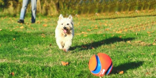 Chuckit! Small Ultra Balls 2-Pack ONLY $1.20 (Ships w/$25 Amazon Order)