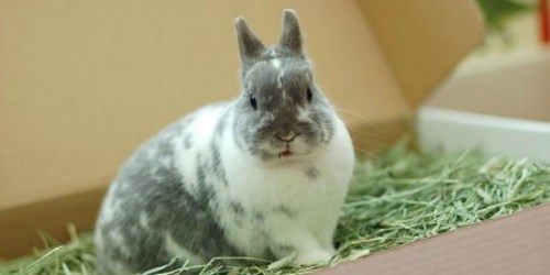 Amazon: Timothy Hay 20 Pound Bag AND 10 Pounds Of Rabbit Food ONLY $15 (Regularly $55)