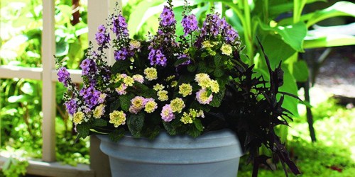 Amazon: Over 30% Off Burpee Live Plants w/ Free Shipping (Unique Gift Idea)