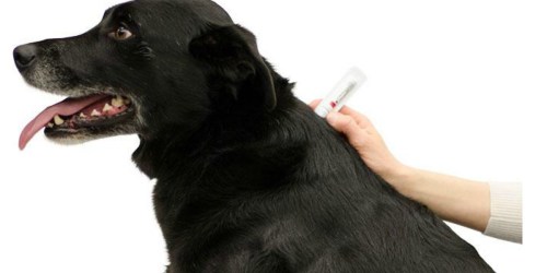 Amazon: PetArmor 3-Month Flea & Tick Treatments as Low as $9.21 Shipped