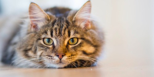 Whiskas Tender Bites Cat Food Pouches 24-Pack Only $4.27 Shipped (Just 18¢ Per Pouch)