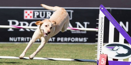 Amazon: Pro Plan Adult Dog Food 35-Pounds Only $25.18 Shipped (Regularly $46)