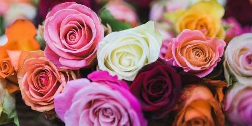 Two Dozen ProFlower Roses Just $17.97 Delivered