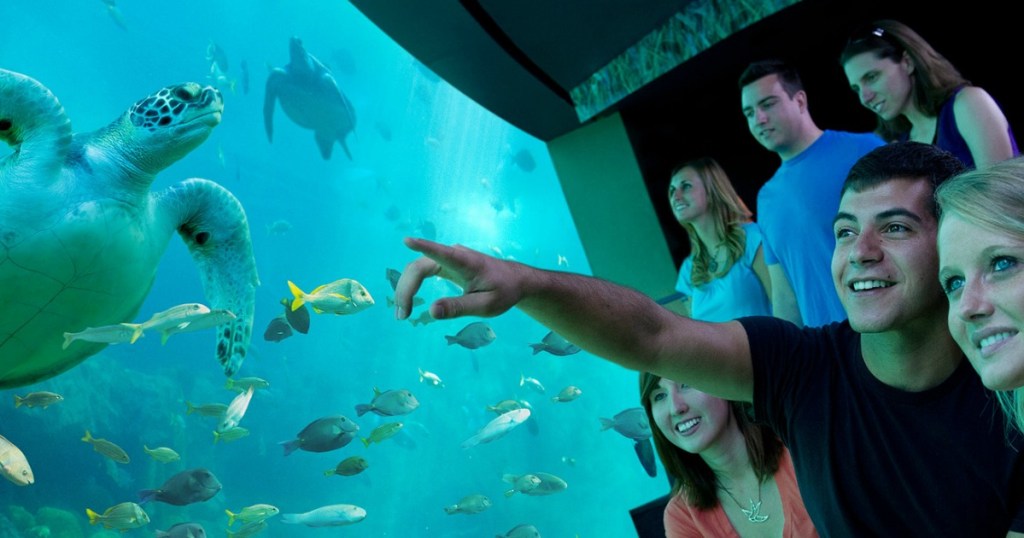 pople looking into large fish tank