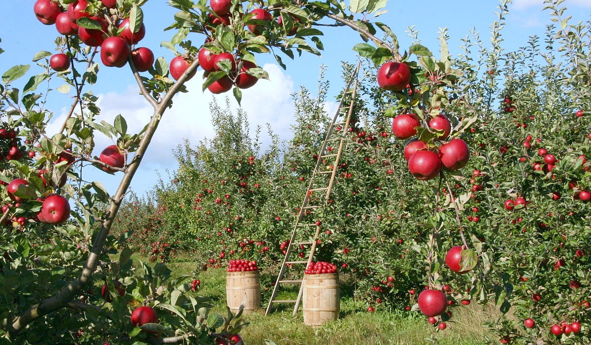 places for free fun fall activities — apple orchard with ladders and baskets of apples