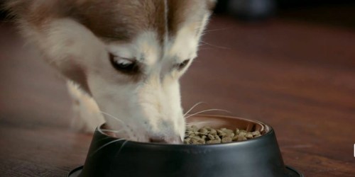 Amazon Prime: CRAVE Grain Free Dry Dog Food 22lb Bag Just $23.79 Shipped (Regularly $45)
