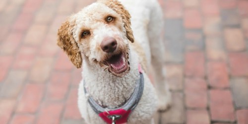 FREE I and Love and You Dog Food Sample