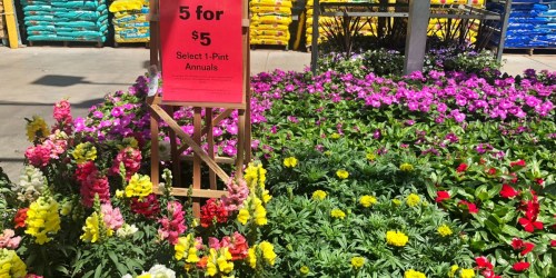 1-Pint Annuals Only $1 Each at Lowe’s + More