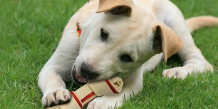 Amazon: Over 50% Off SmartBone, Good’n’Fun and Dingo Dog Treats (Today Only)