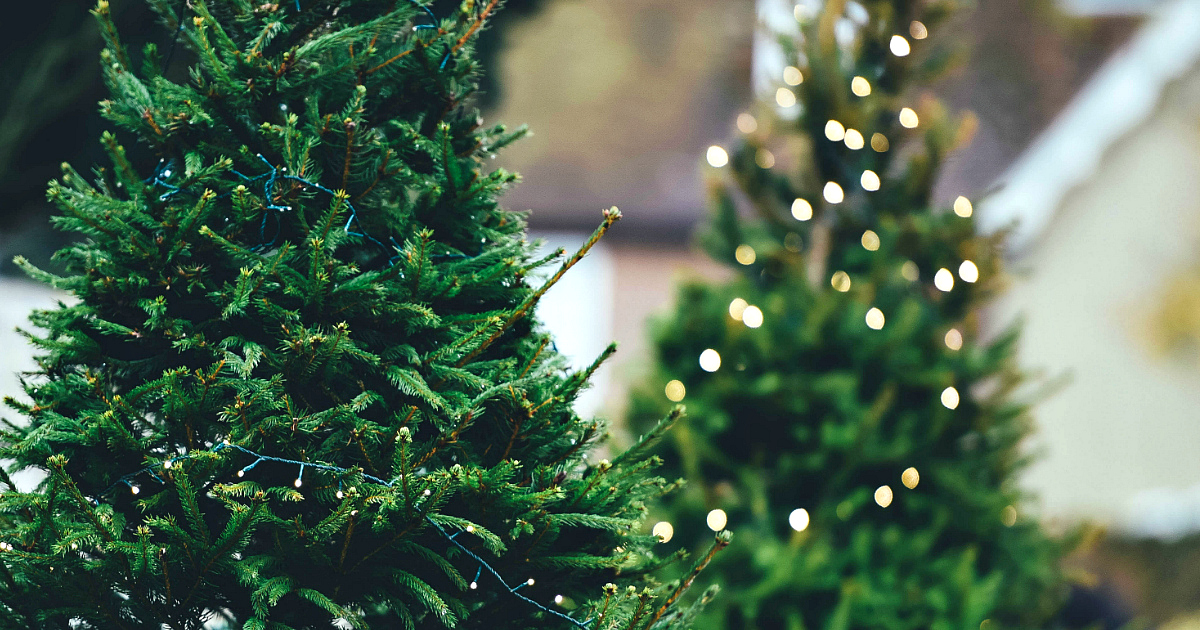 Amazon selling live Christmas Trees this holiday season like these decorated trees