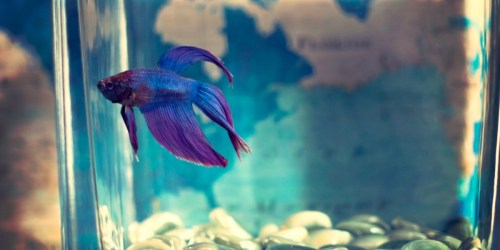 Amazon: MarineLand 5-Gallon Aquarium w/ Filter Only $45 Shipped (Regularly $94)