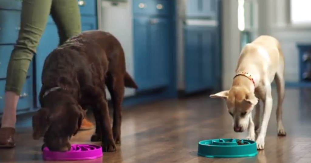 dogs eating from bowls