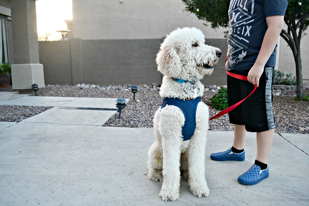 boy walking a dog on a leash 