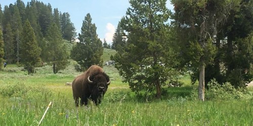 FREE Admission to National Parks | August 25th Only