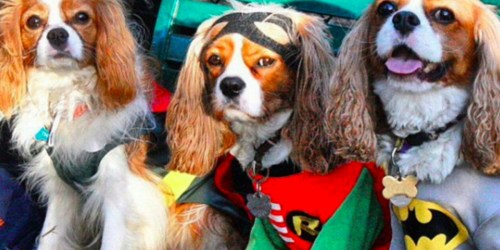 Amazon: Rubie’s Pet Costumes as Low as $11.77 (Regularly $19+)