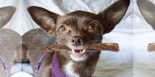 Amazon: Pawstruck 5″ Junior Bully Sticks for Dogs Only $12.99 Shipped (Regularly $20)