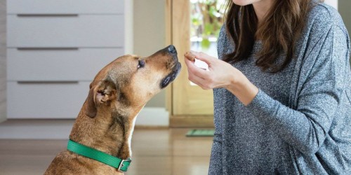 Up to 50% Off Greenies Pet Treats on Amazon + FREE Shipping