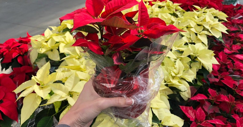 Live Poinsettia’s Home Depot Black Friday Sale 