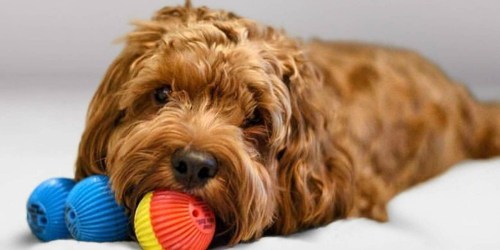 Pet Qwerks Babble Balls Only $4.79 on Zulily