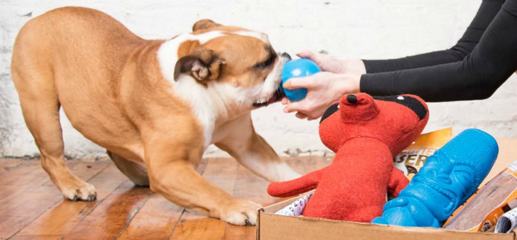 BarkBox extra toys