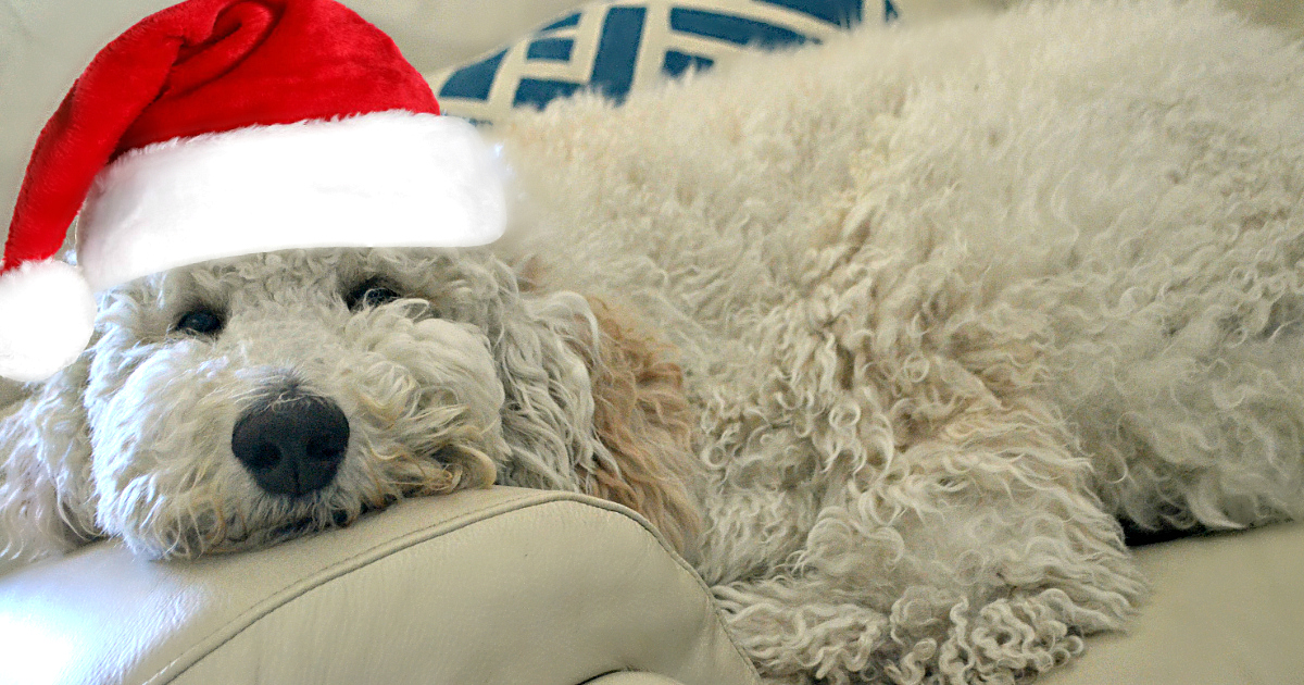 barkbox subscription deal – puppy wearing a Santa hat