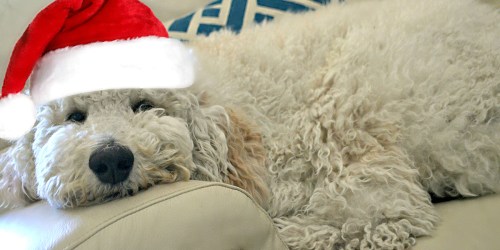 Cheer Up Your Pup with BarkBox (Get TWICE the Toys & Treats w/ this Deal!)