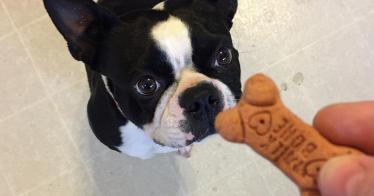 dog getting a milk bone treat